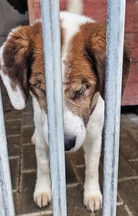 Gałgan- niewidomy mix beagle w schronisku