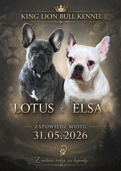 Buldog Francuski