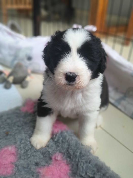 Bearded collie szczenię