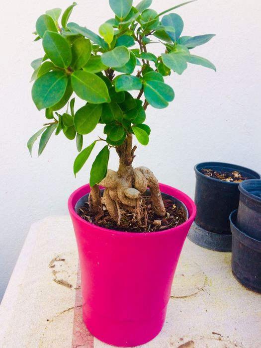 Bonsai ficus ginseng