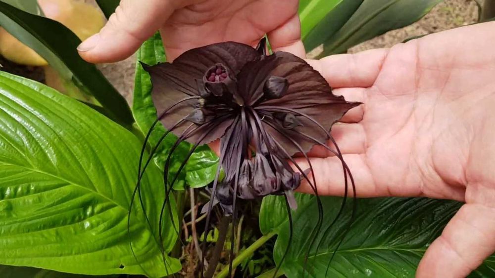 5 Sementes Flor-morcego - Tacca chantrieri
