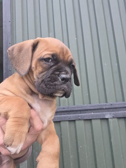 Нем боксер мальчик.