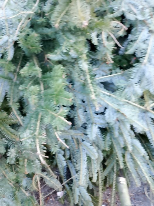 Gałęzie z jodly świezo sicietej