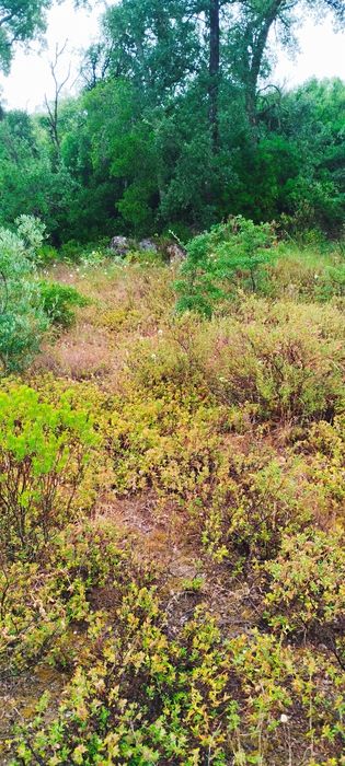 Terreno com 2146m2