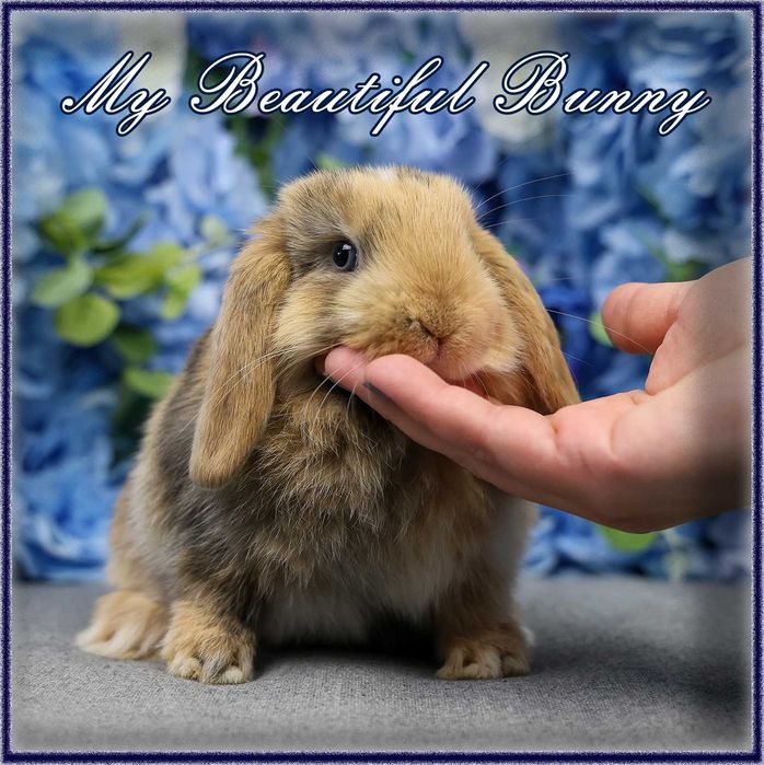 Młody Krolik Mini Lop - Harlequin