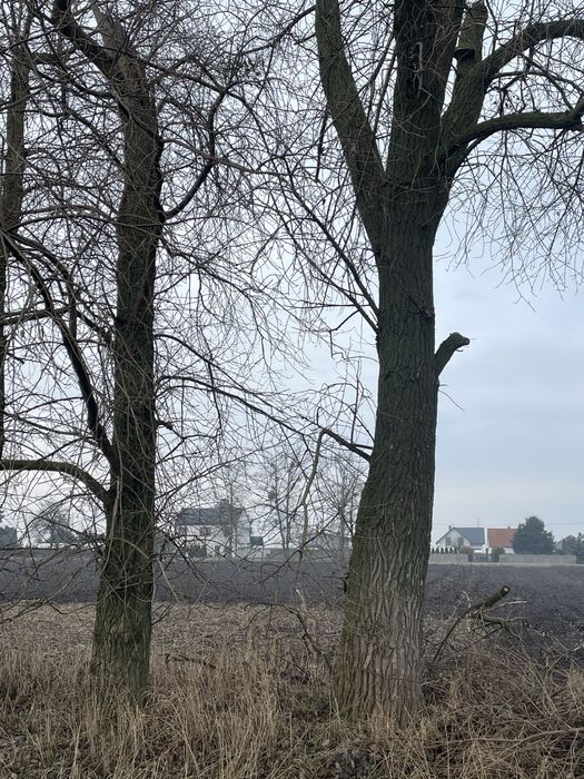 Topole ,do ścięcia , 250 zł za m3, 15 sztuk.