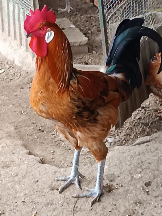 Galo andaluza surenha morucha