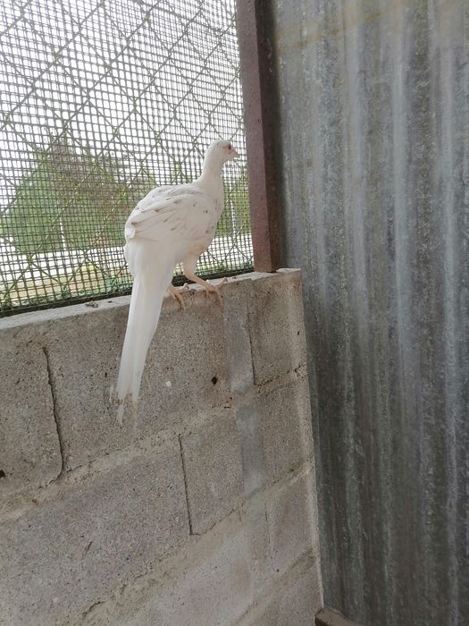 Aves disponível para imigração