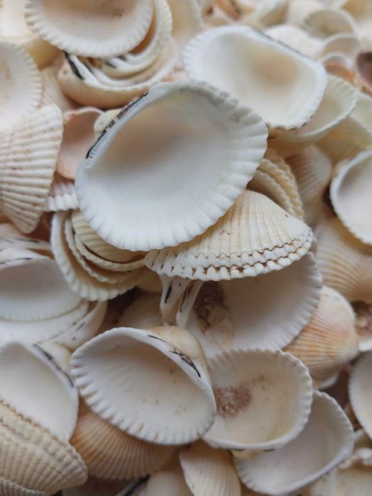 Ракушки отборные для аквариума и декора с Азовского моря 0,5 кг