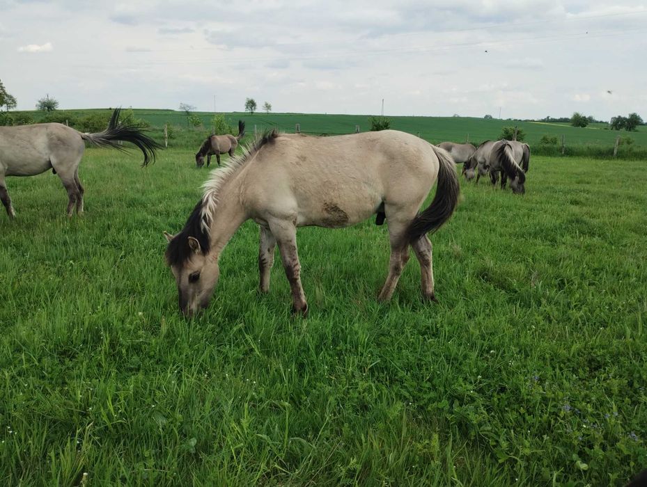 konik polski -  2 ogierki