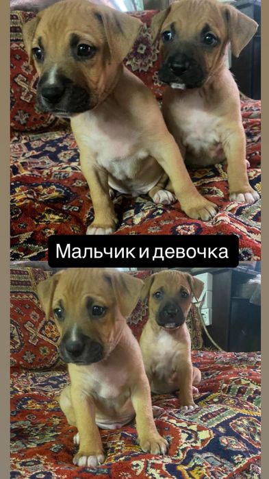 Щенки ,переводняк от Стаффорда,возможна доставка по Украине детали в описании