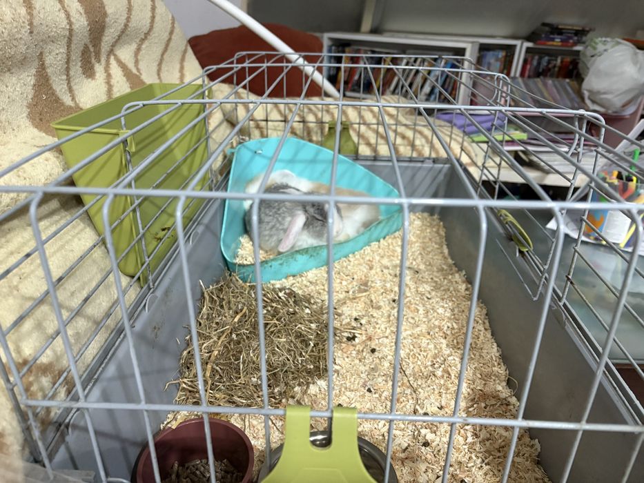 Gaiola para coelho