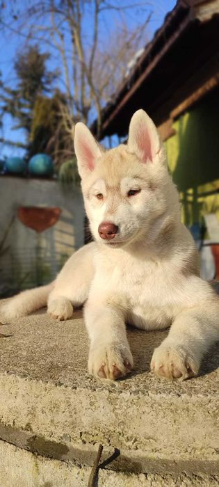 Piękne Siberian Husky  ZKwP po Grand Championach
