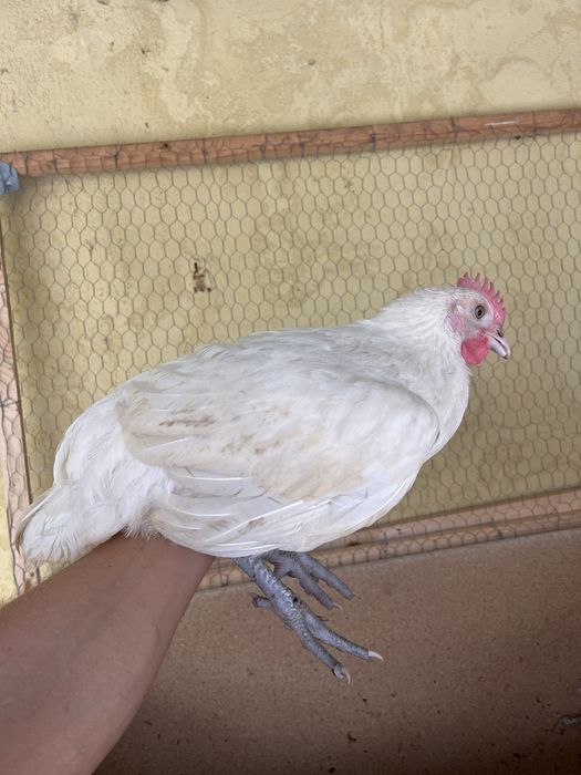 Frango la bresse