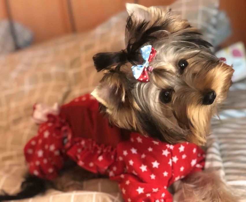 Йоркширські тер'єри