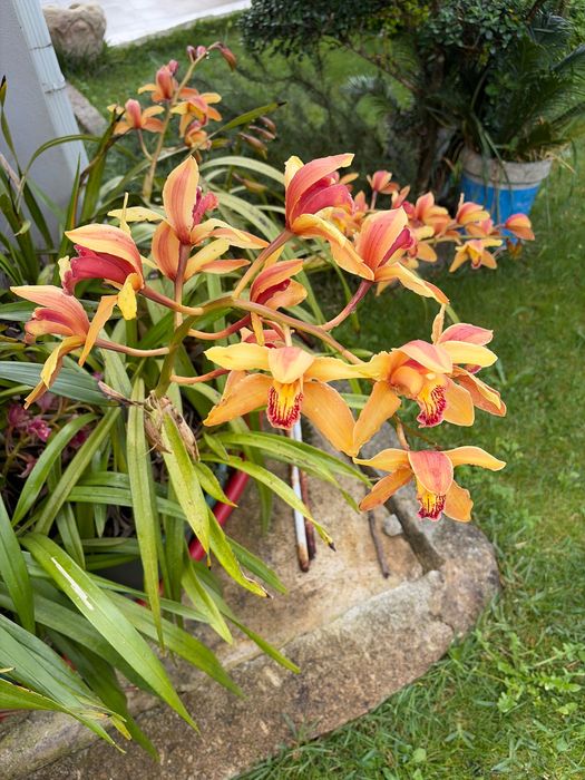 Orquídeas já com flor ou sem