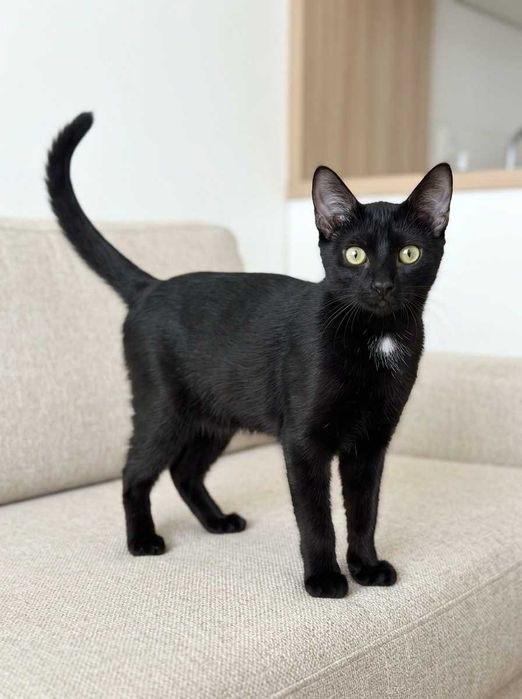 Setúbal / Margem Sul / Lisboa — VALTOR, gatinho para adoção