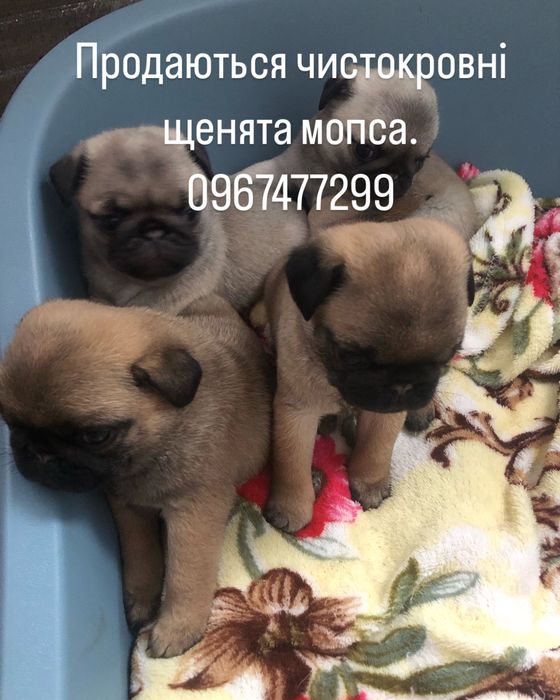 Вʼязка мопс. Щенята