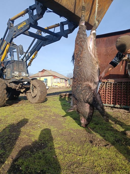 Свині мангали продам