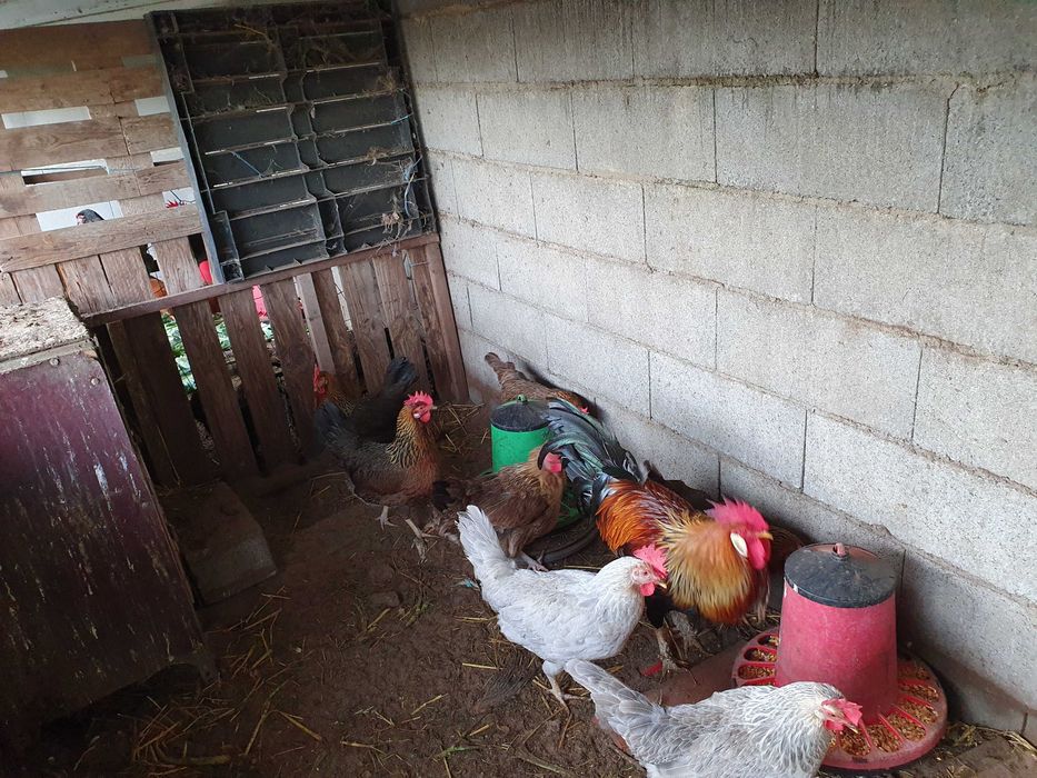 Galinhas leghorn  leghorn  Isabel..