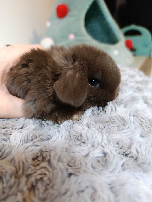 Królik króliczek mini lop hodowla zarejestrowana 910-P