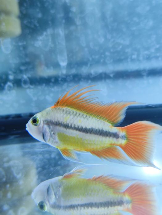 Pielęgniczki kakadu Apistogramma cacatuoides