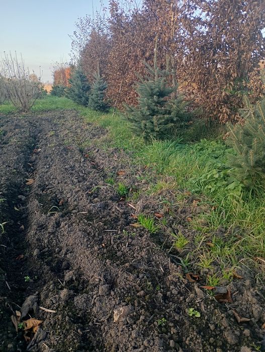 Продам ялинки молоді