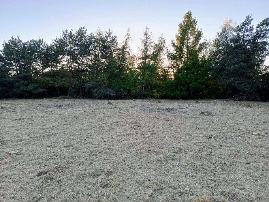 Karczowanie działek, koszenie i rozdrabnianie zarośli