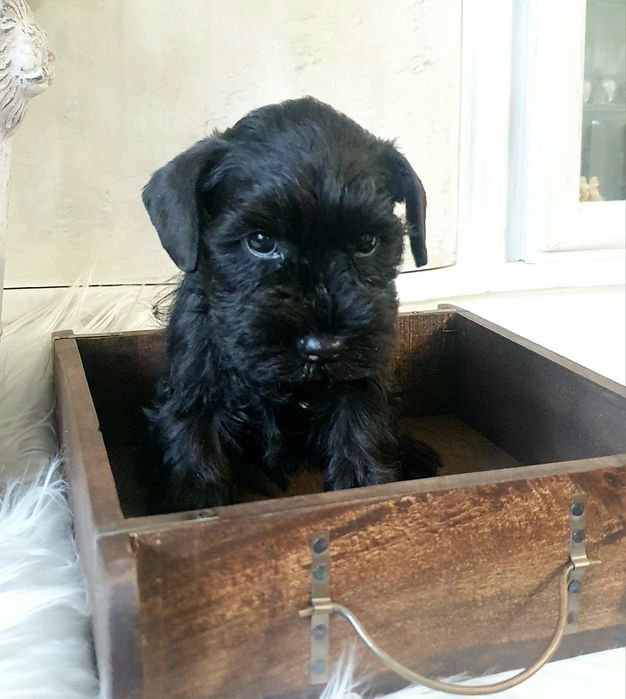 Piesek-czarny sznaucer miniaturowy