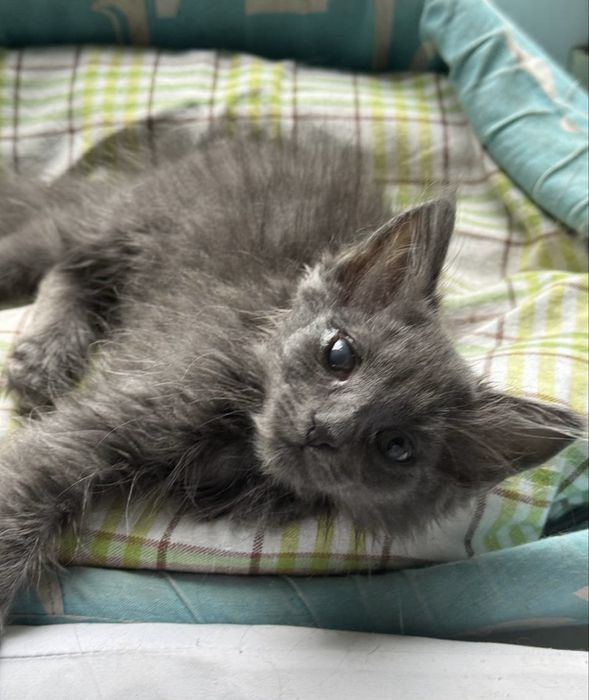 Кошеня маленька киця 3 міс
