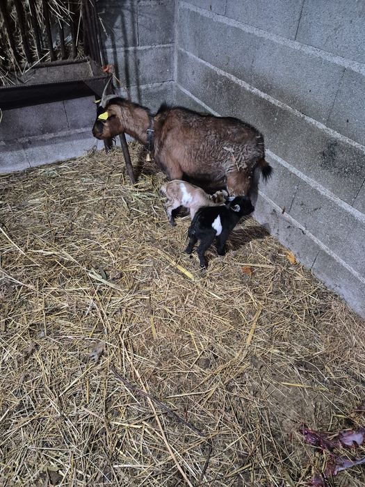 Cabras anãs boa qualidade
