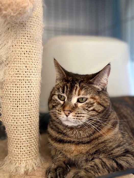 Sabrina - Para Adopção