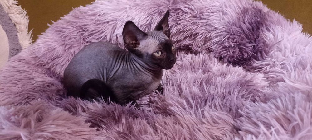 Devon Rex - kocieta - dolnośląskie