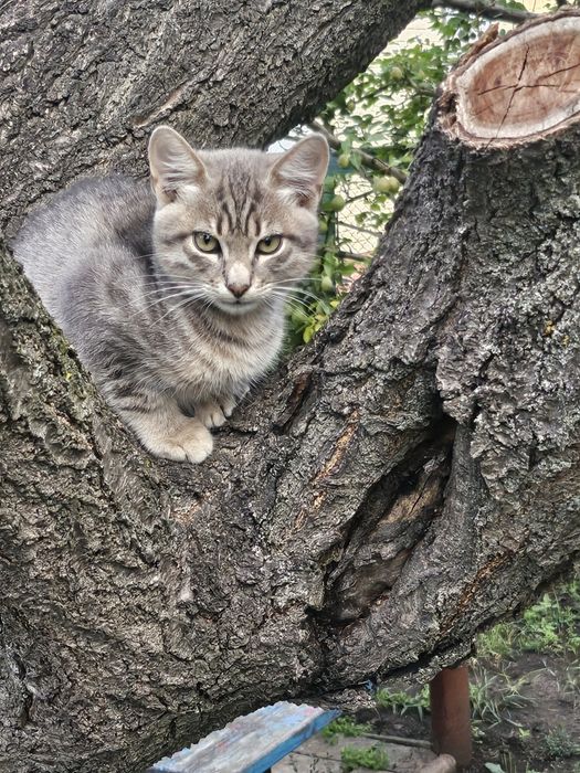 Отдам котят в свой двор