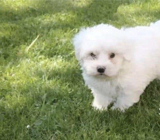 Bichon maltes macho top
