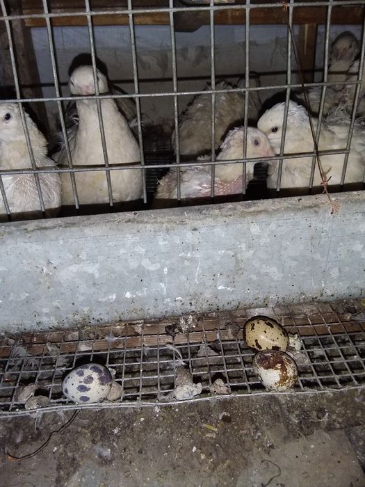 Яйцо  перепелиное.