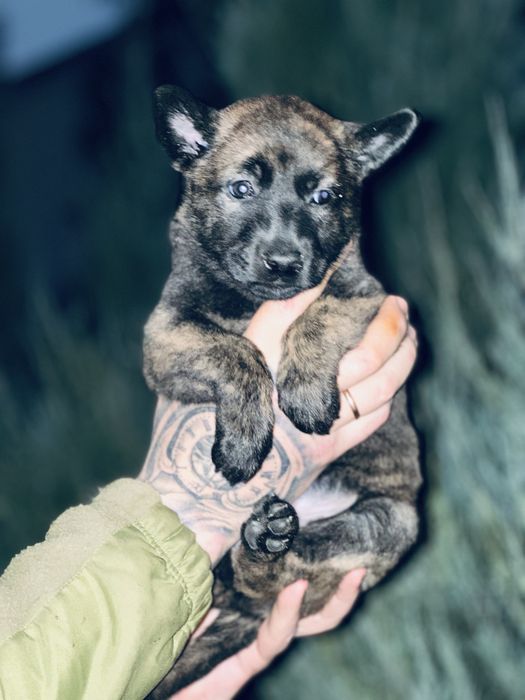 Хердер! Голландская овчарка! Девочка!