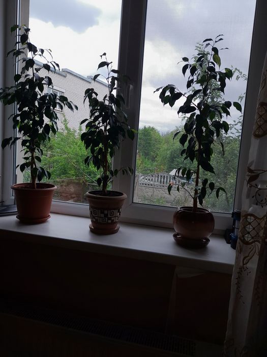 Фикус Бенджамина с горшком