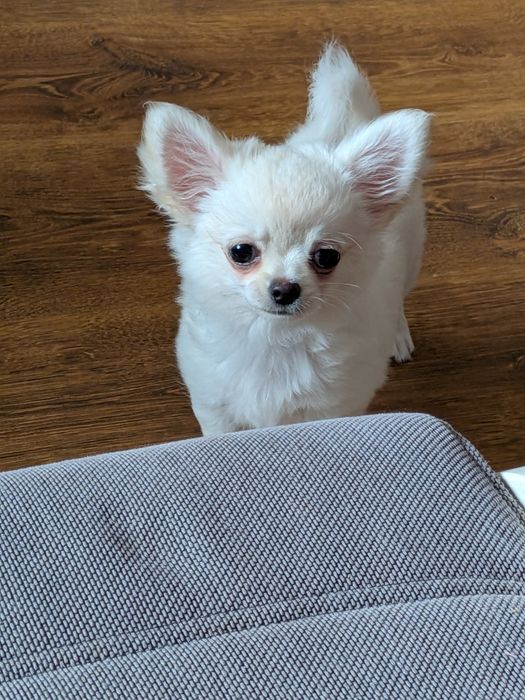 Chihuahua Sunia FCI