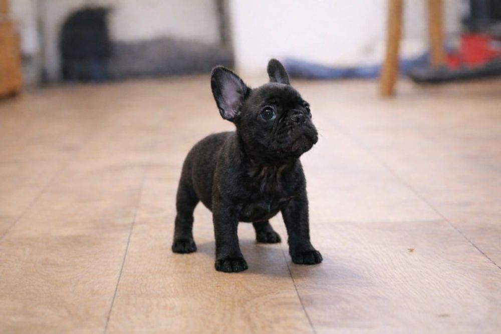 Buldog francuski chłopiec Dyzio pręgowany czarny