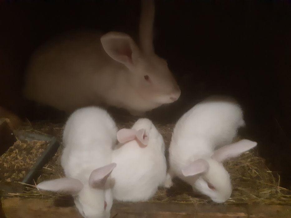 Termondzkie białe wysyłka