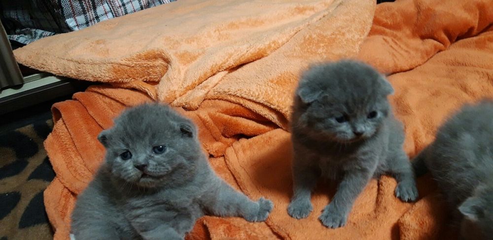 Вязка шотландський висловухий.