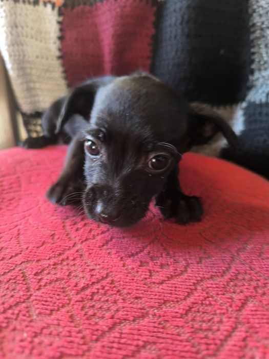 Пудель + той-терьер.  Веселые очаровашки