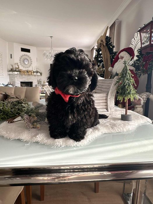 Sliczna dziewczynka Cavapoo F1