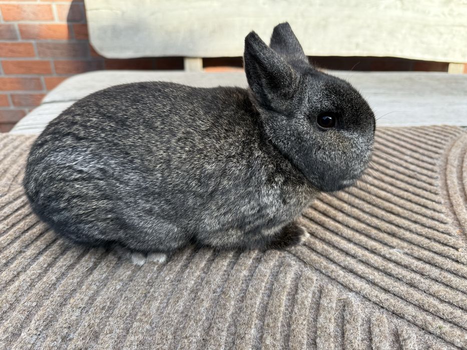 Karzelek żelazisty samiec