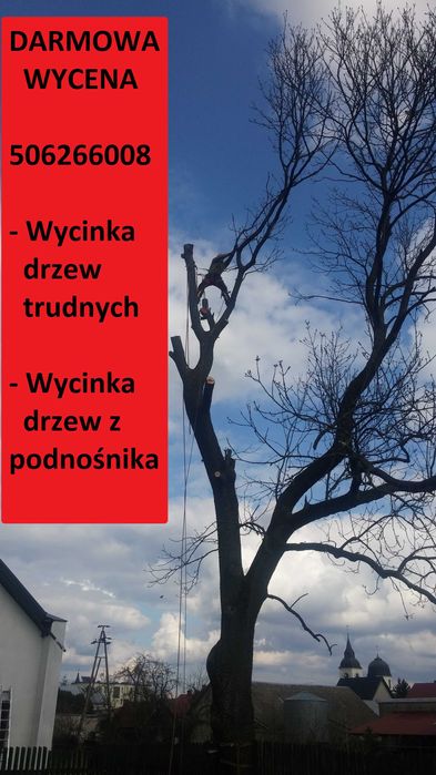 Wycinka drzew, Darmowa wycena, Wycinka Drzew z Podnośnika