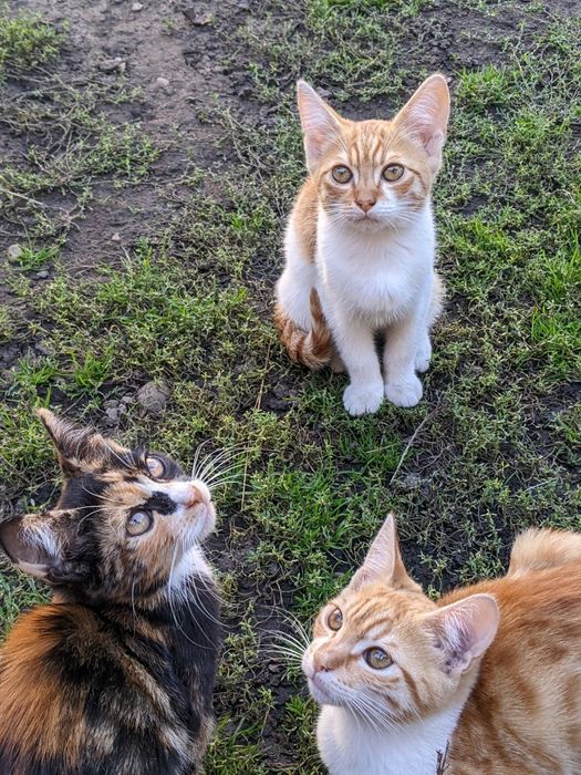 Віддам котиків у добрі руки