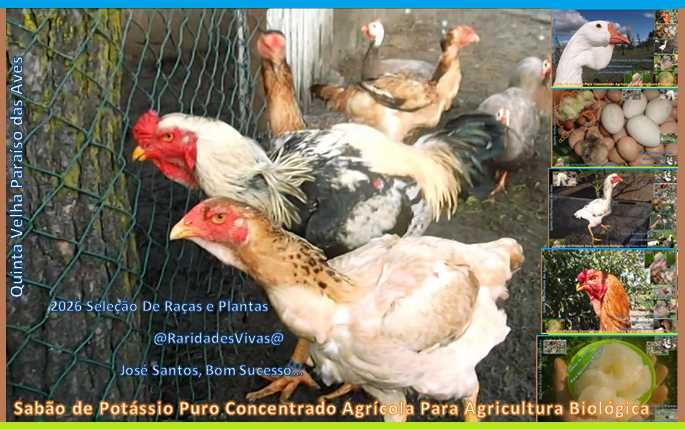 Ovos Índio Gigante JS (de fêmeas com 5kg, +90cm, machos +1,05m..)