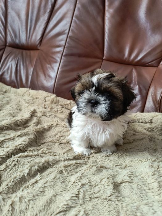 Szczeniak razy Shih Tzu