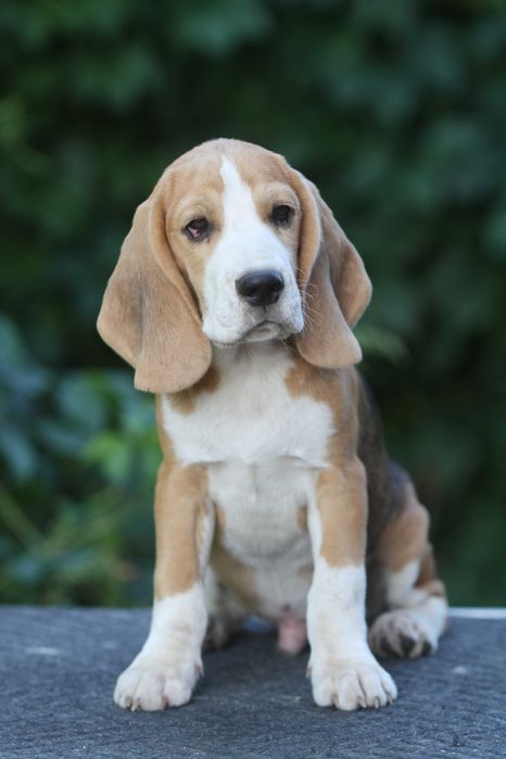 Цуценя бігля з професійного розплідника